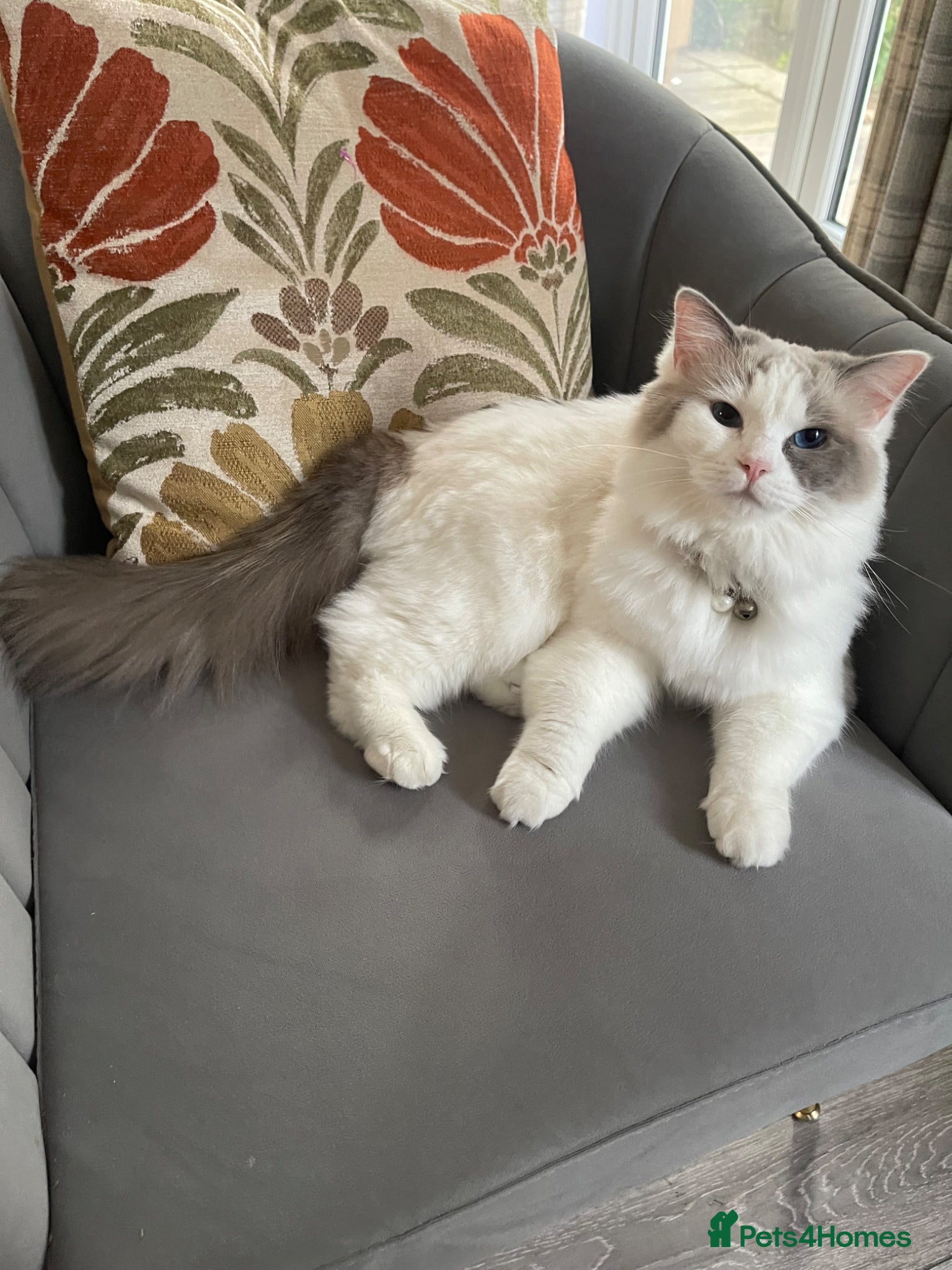 Ragdoll cats Beautiful and playful ragdoll - Advert 16