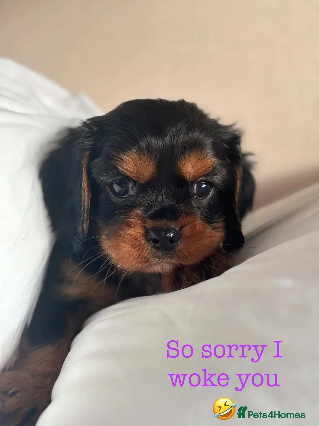 Cavalier King Charles Spaniel dogs for sale: 🐶KC REG, EXTENSIVELY HEALTH TESTED CAVALIER 🐶  - Advert 11