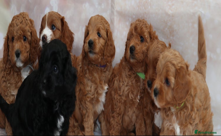 Cavapoo dogs - Advert 1