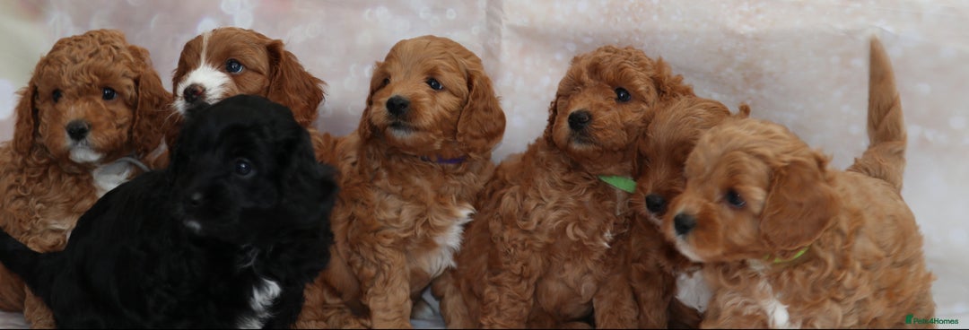 Cavapoo dogs for sale: Cavapoo  - Image 11