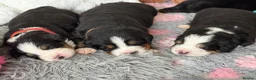 Bernese Mountain Dog dogs for sale: KC Registered Bernese Mountain Dog Puppies - Advert 18