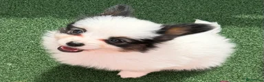 Papillon Puppy 1