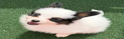 Papillon dogs for sale: Beautiful Pedigree Papillon Puppies in Stourport-on-Severn - Advert 8