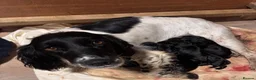 Springador dogs for sale: Pet or Working Springadors  - Advert 2