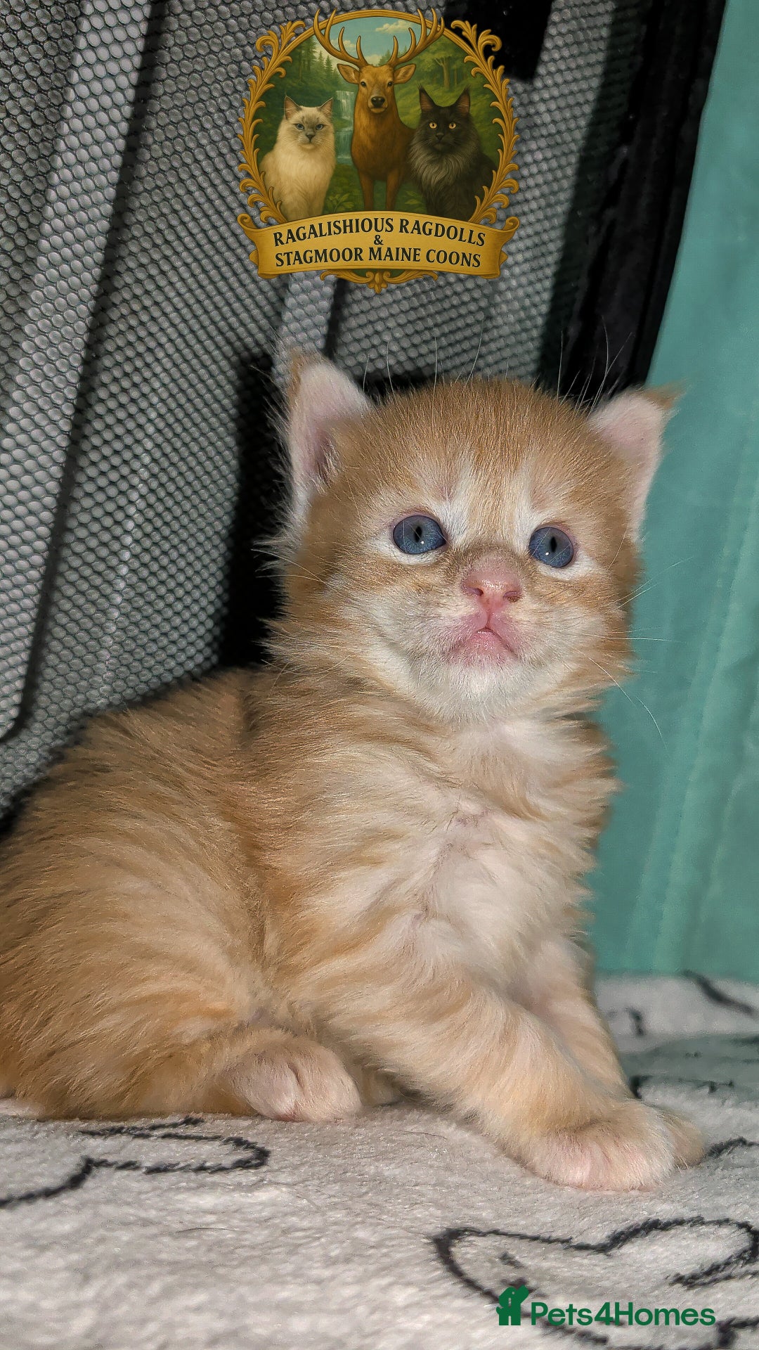 Maine Coon cats for sale: Exceptional Red Silver Tabby Maine Coon Male - Image 4