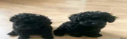 Toy Poodle dogs for sale: 🩷1 left🩷 - Advert 6