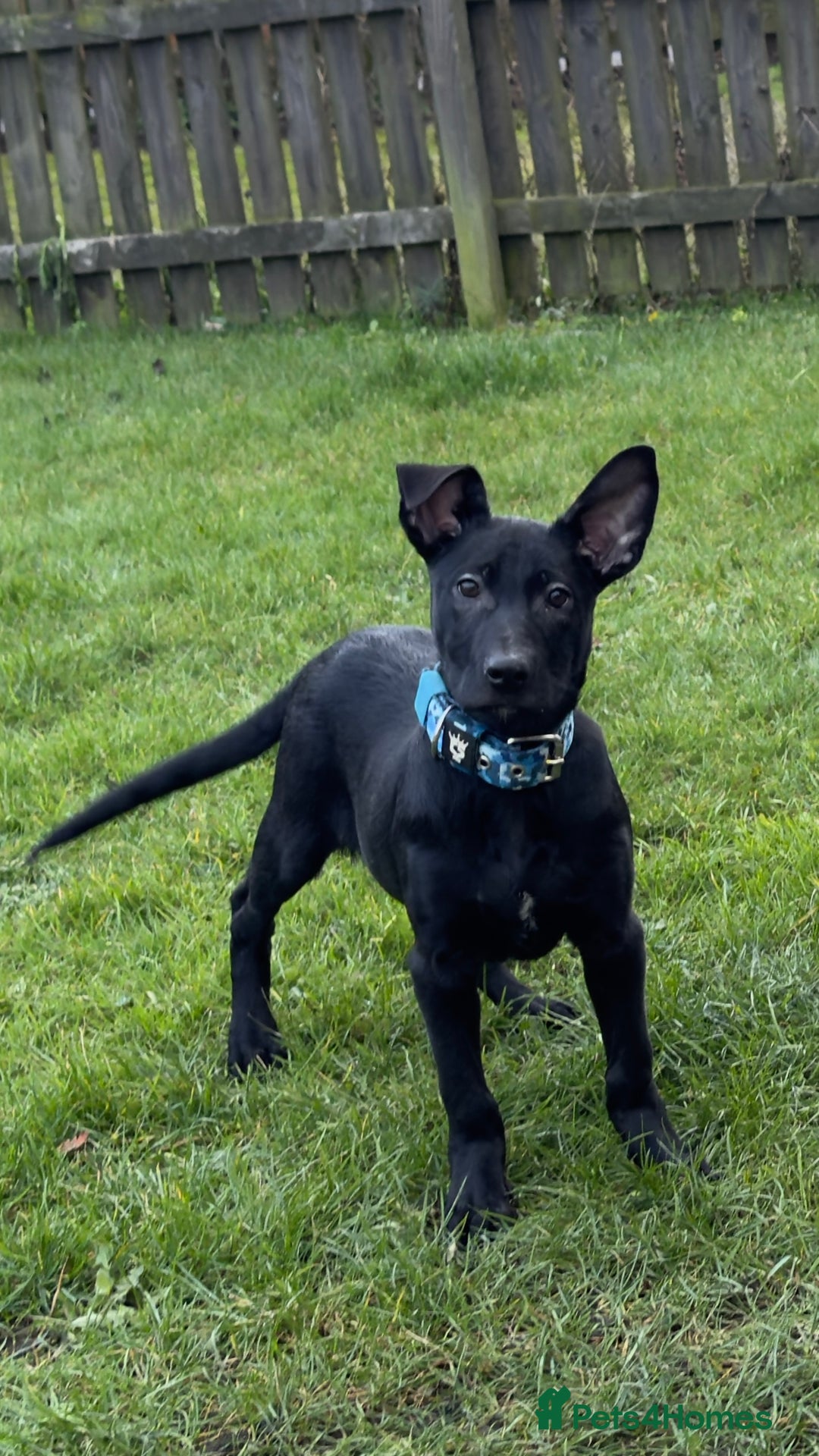Belgian Shepherd Dog dogs for sale: 15 week old dutch herder male - Advert 2