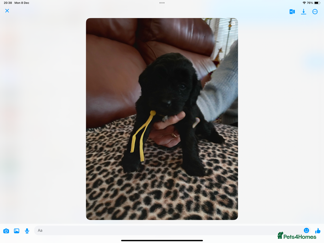 Mixed Breed dogs for sale: COCKALIERPOOS - Advert 14