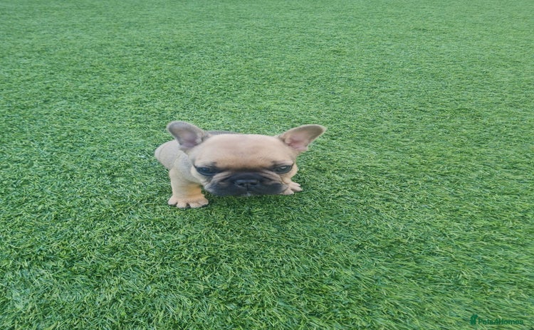 French Bulldog dogs - Advert 1