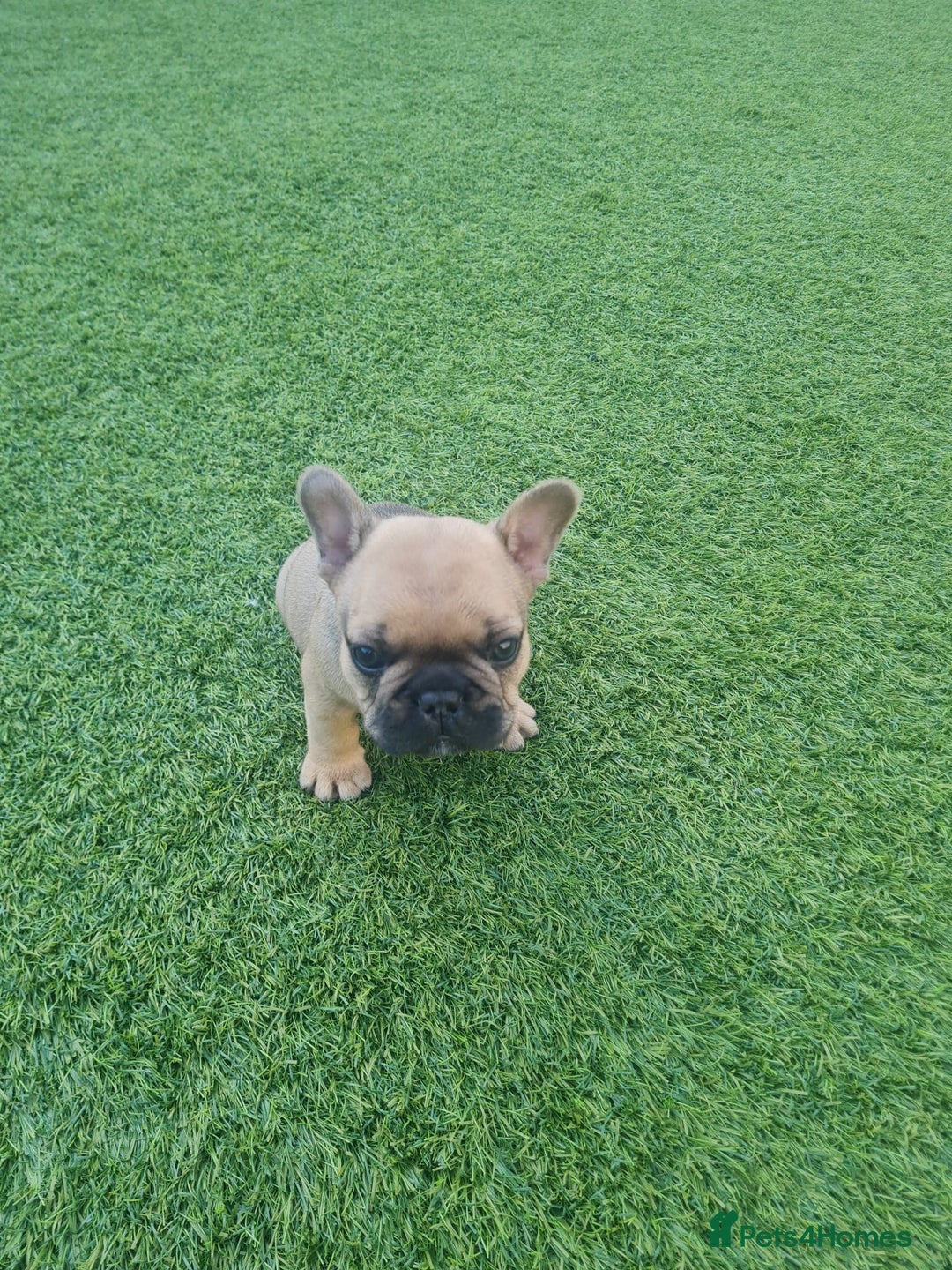 French Bulldog dogs for sale: French Bulldog puppies - Image 2