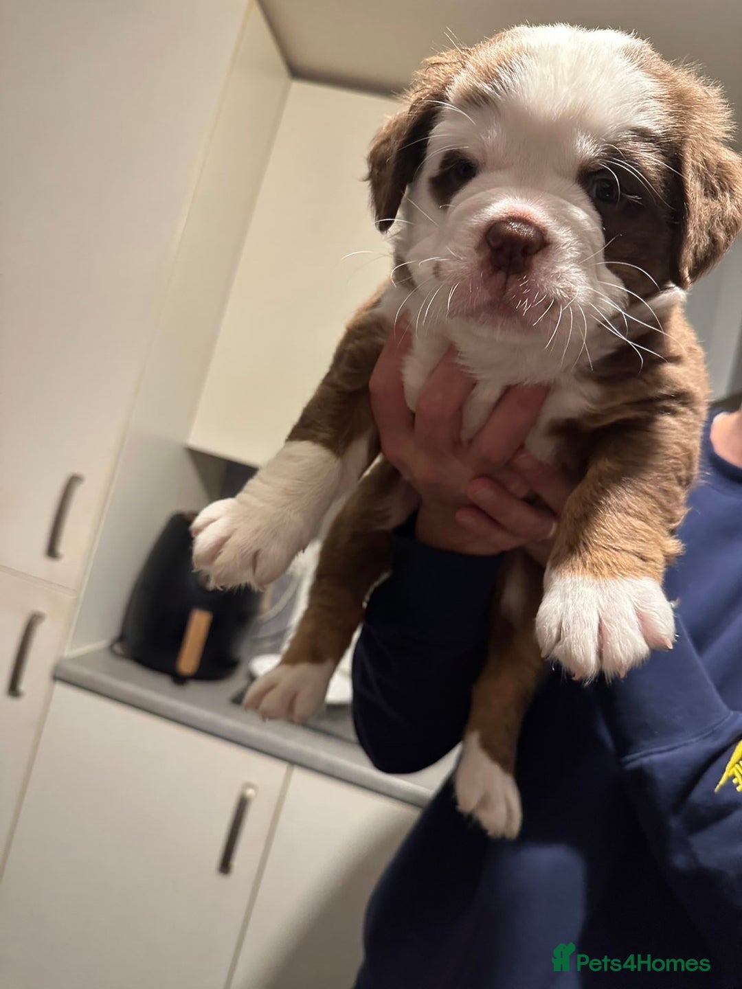 Mixed Breed dogs for sale: FLUFFY OLD TYME ENGLISH BULLDOG  - Advert 9