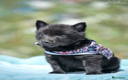 Schipperke dogs for sale: Puppy schipperke  - Image 14