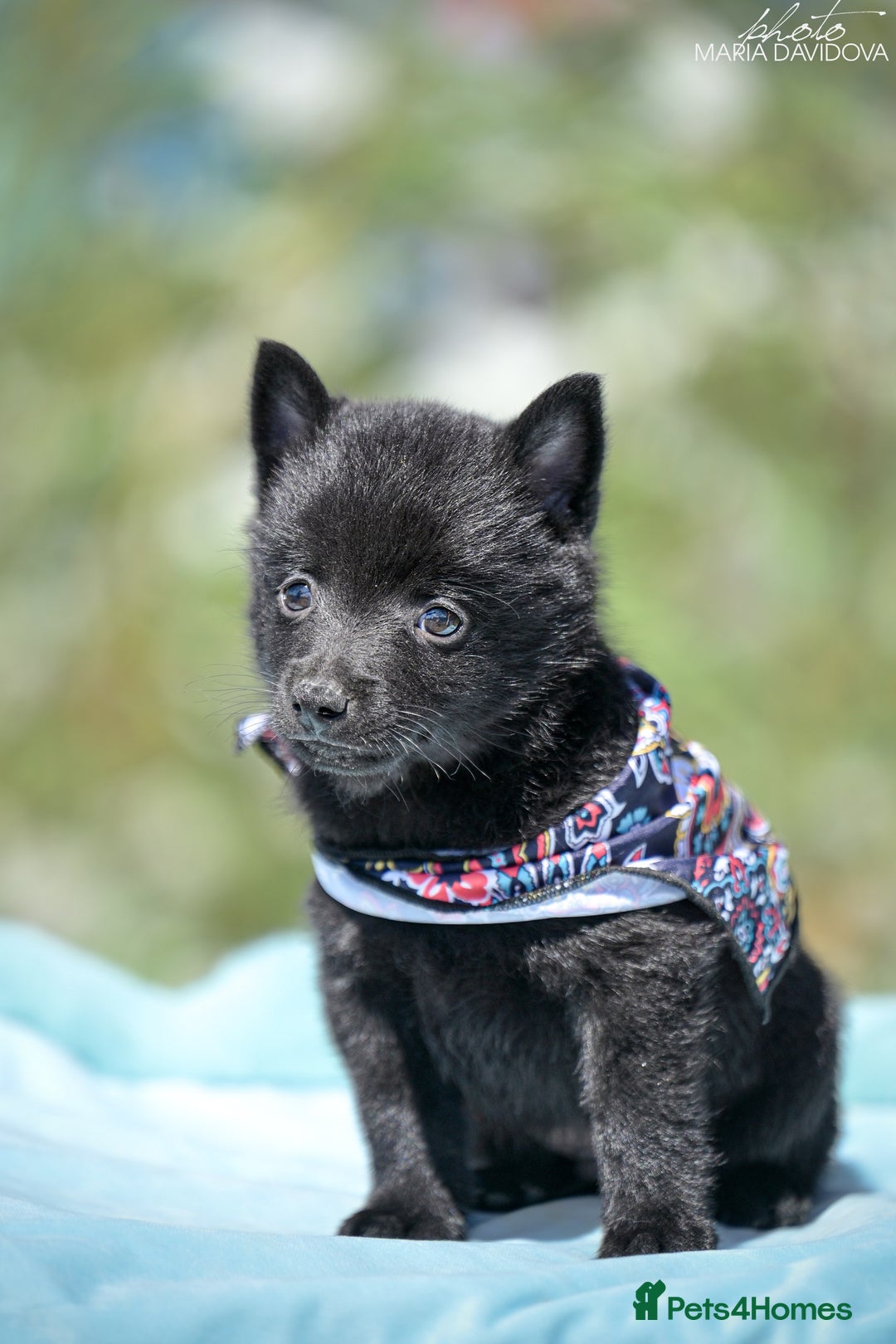 Schipperke dogs for sale: Puppy schipperke  - Image 14