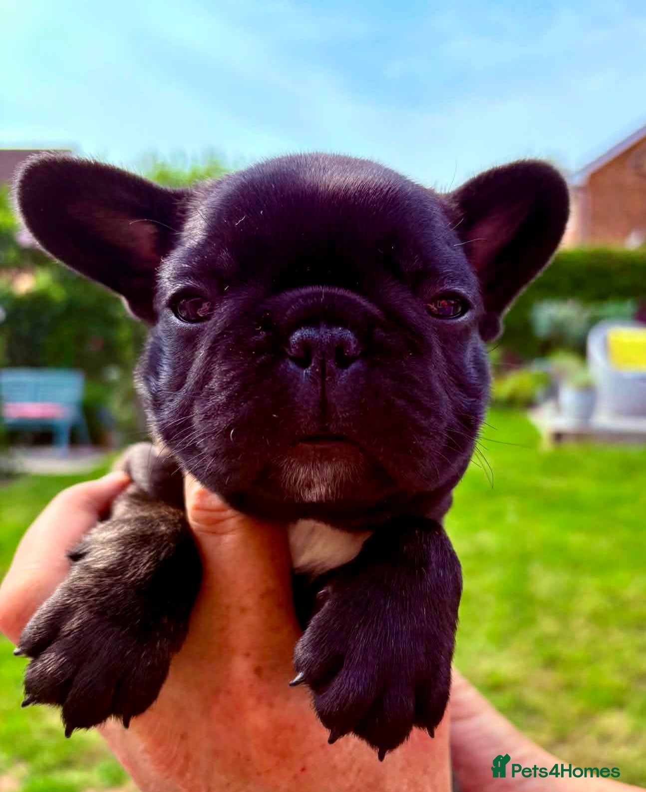 French Bulldog dogs French Bulldog puppies - Advert 2