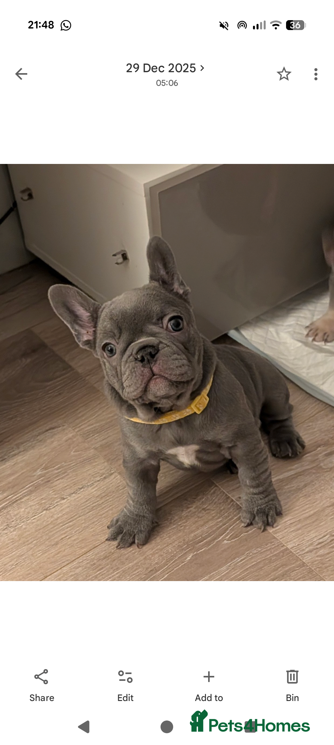 French Bulldog dogs Stunning french bulldog puppy's  - Advert 3