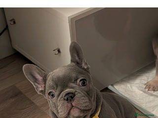 French Bulldog dogs Stunning french bulldog puppy's - Advert 1