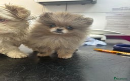 Pomeranian dogs for stud: BEST LOOKING TEDDY ** MERLE & TAN STUD IN THE UK  in Hartlepool - Image 3