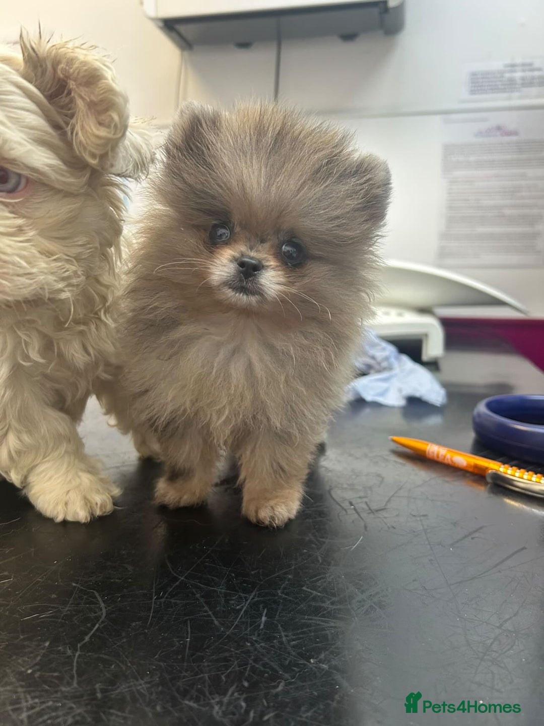 Pomeranian dogs for stud: BEST LOOKING TEDDY ** MERLE & TAN STUD IN THE UK  in Hartlepool - Image 3