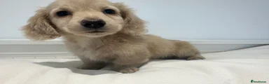 Miniature Dachshund 2