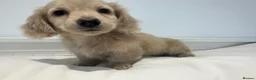 Miniature Dachshund dogs for sale: 👑CREAM LONG HAIRED DACHSHUNDS 👑 - Advert 16