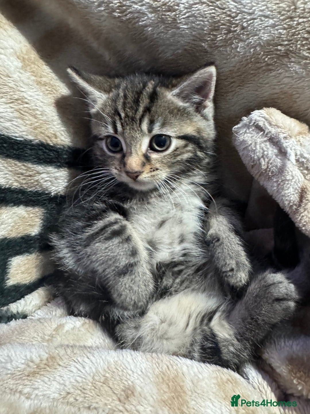 Mixed Breed cats for sale: Ginger and tabby kitten - Advert 10