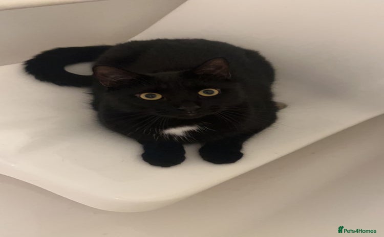 Bombay cats - Advert 7