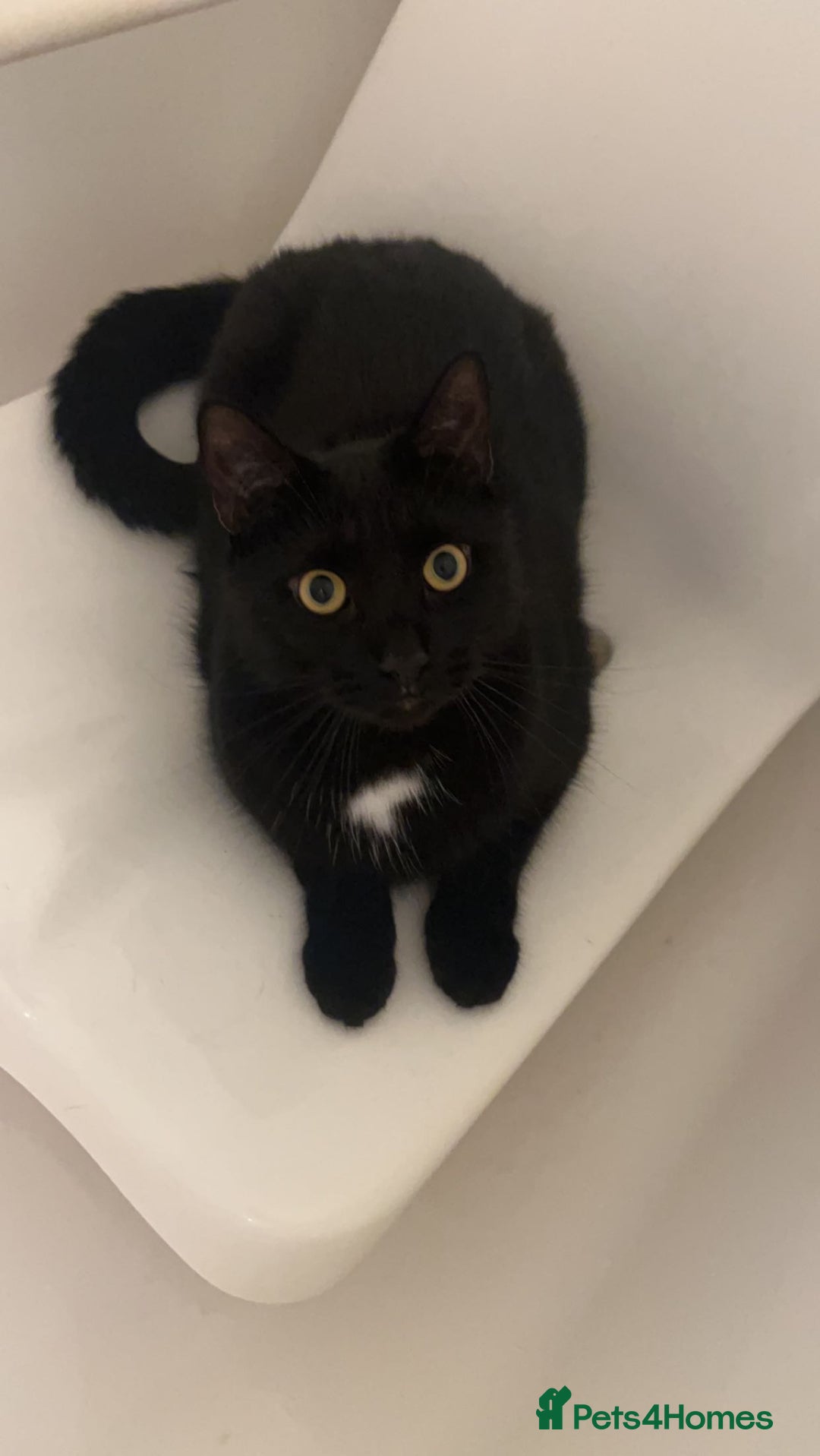 Bombay cats for sale: Ozzy needs a loving family! - Image 1