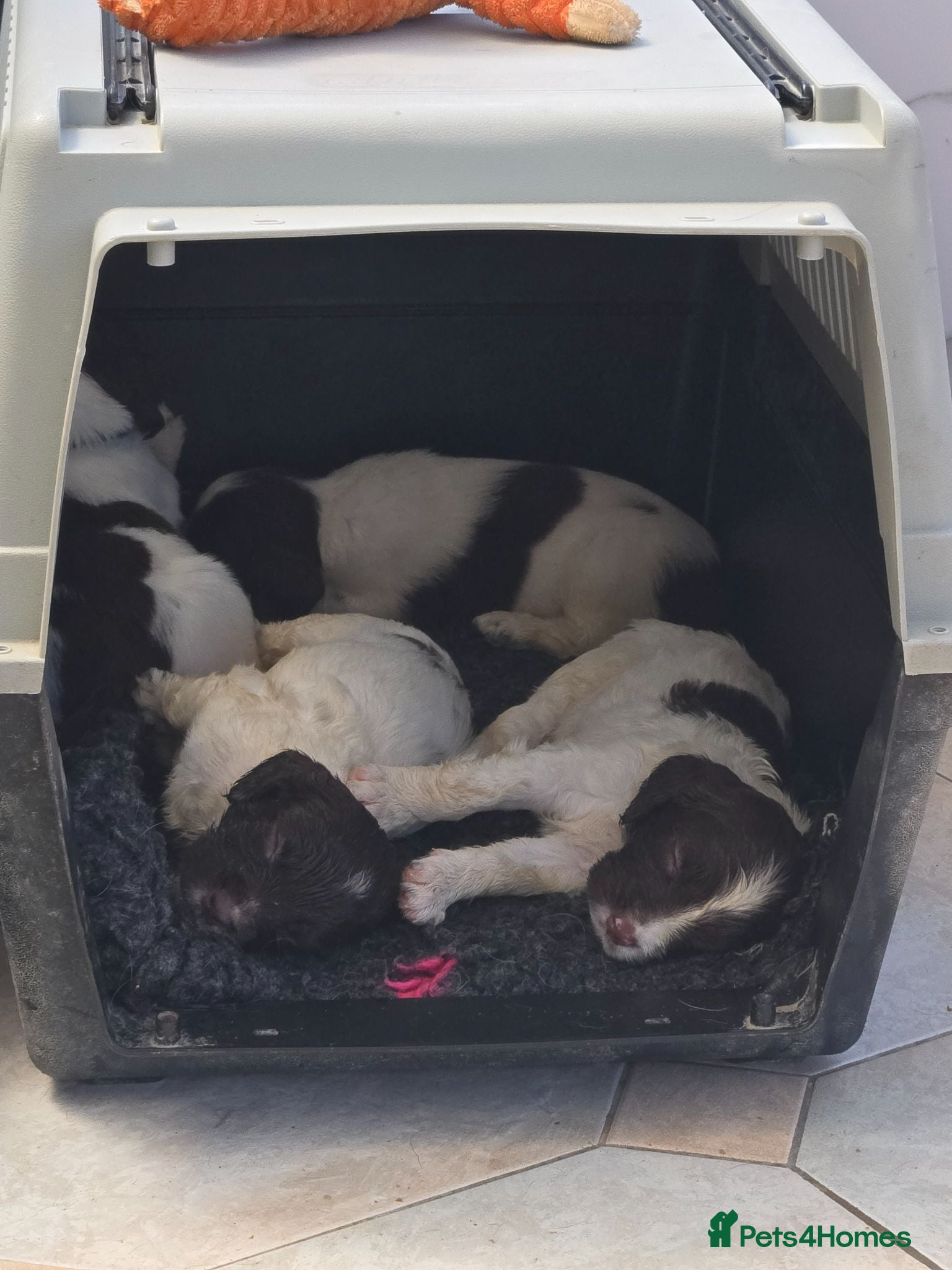 English Springer Spaniel dogs Working English Springer Spaniel Pups - Advert 2
