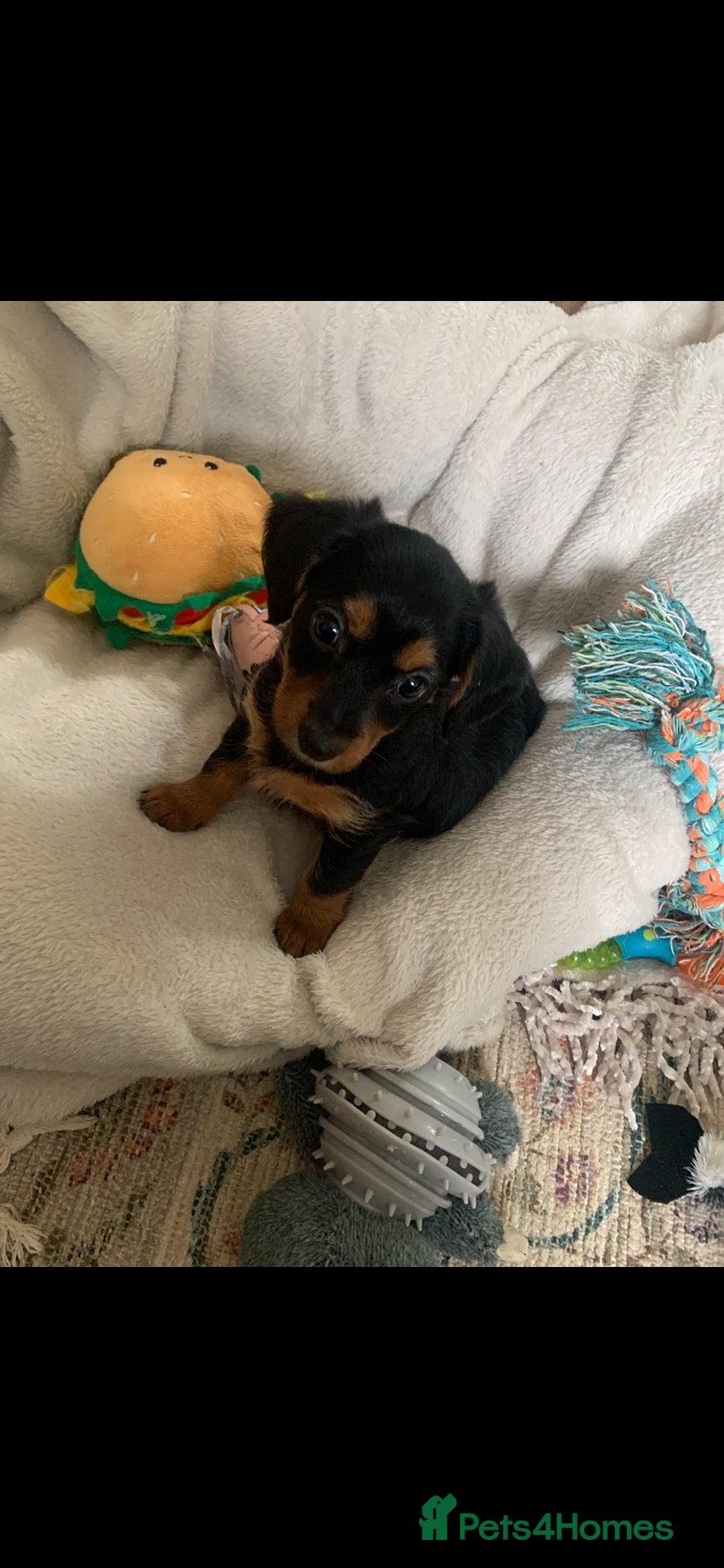 Mixed Breed dogs Yorkshire terrier x LAST BOY  - Advert 8