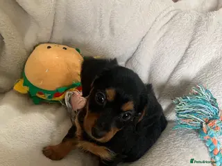 Mixed Breed dogs Yorkshire terrier x LAST BOY - Advert 8