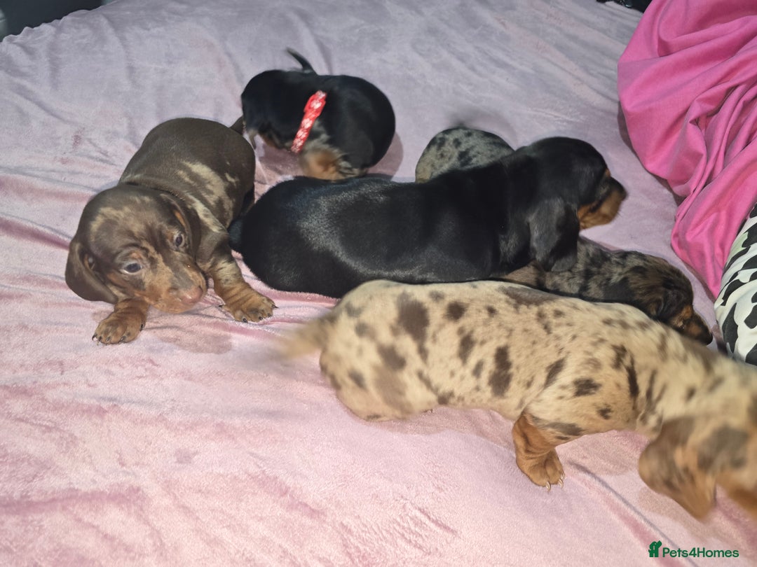 Miniature Dachshund dogs for sale: True to type kc dad home raised both parents here - Advert 4