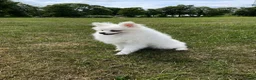 Pomeranian dogs for sale: Stunning little Pomeranian KC white Boy - Advert 4