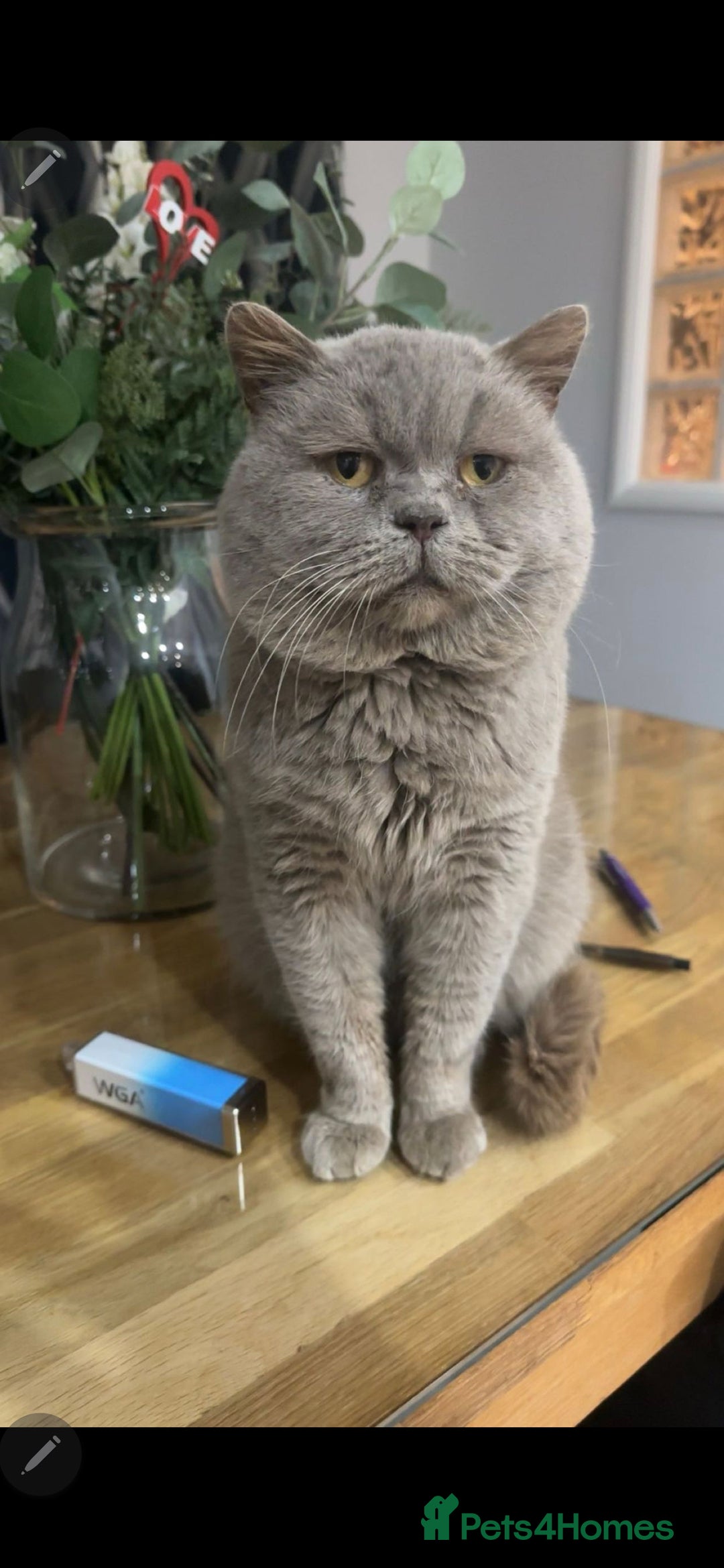 British Shorthair cats for sale: Beautiful chunky british shorthair kittens - Image 6