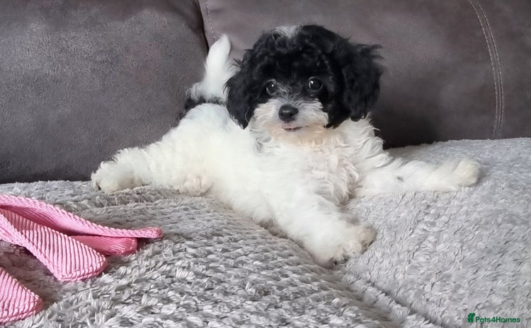 Cockapoo dogs - Advert 9