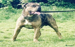 American Bulldog dogs for sale: Jhonson American Bulldog Merle Male (Kayos)  - Image 10