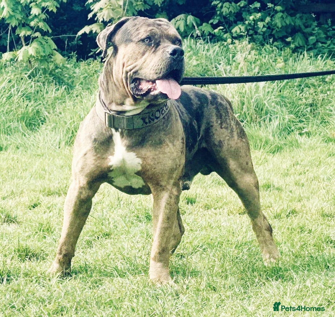 American Bulldog dogs for sale: Jhonson American Bulldog Merle Male (Kayos)  - Image 10