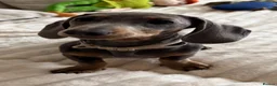 Miniature Dachshund dogs for sale: Female Miniature Dachshund Puppy for sale!  - Advert 5