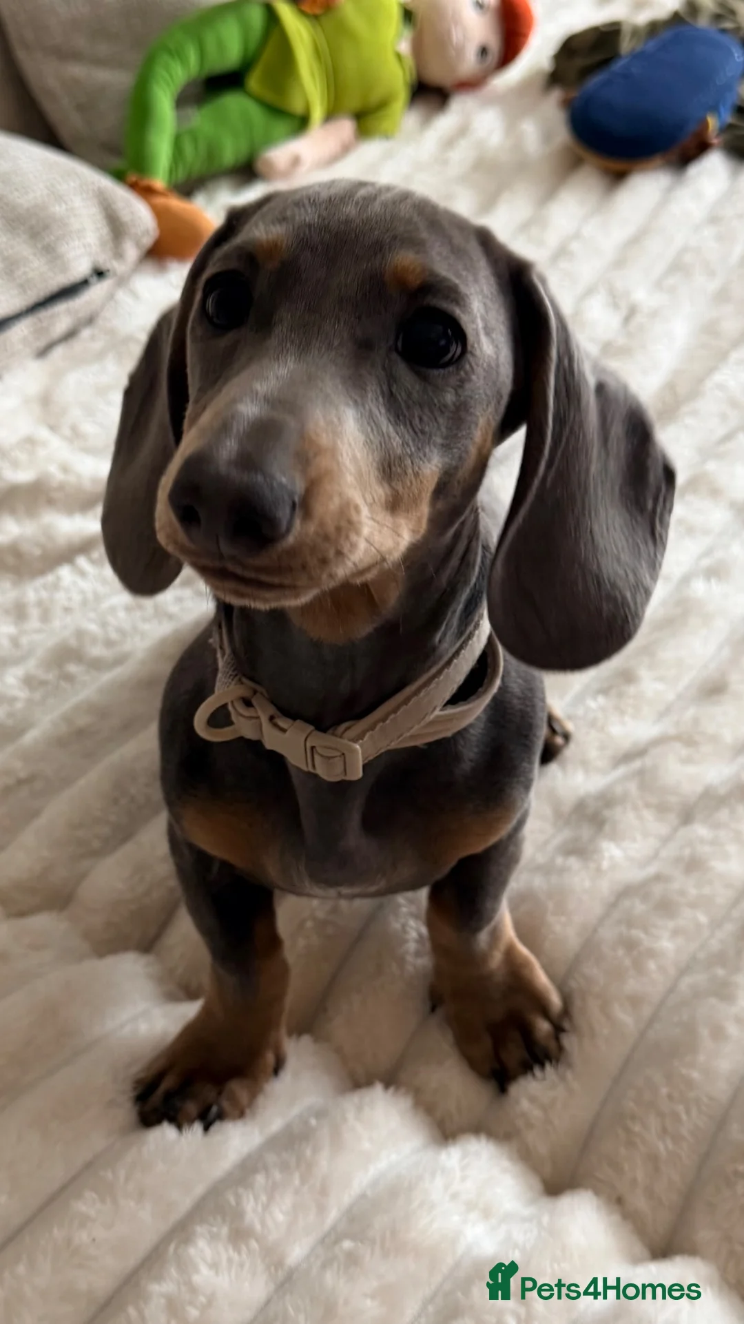 Miniature Dachshund dogs for sale: Female Miniature Dachshund Puppy for sale!  - Advert 5