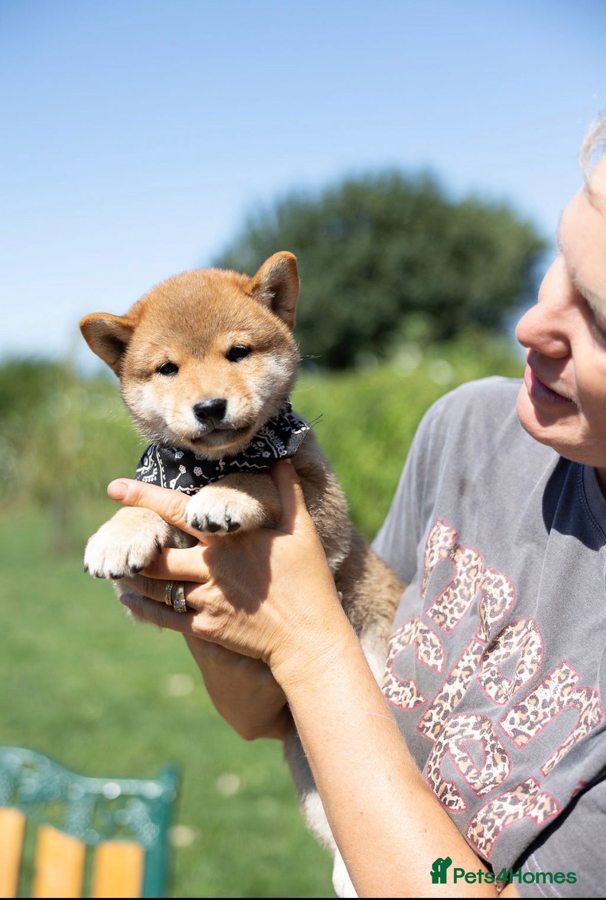 Japanese Shiba Inu dogs Outstanding original Japanese Shiba Inu puppies  - Advert 1
