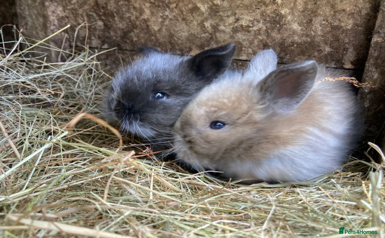 Netherland Dwarf rabbits - Advert 7