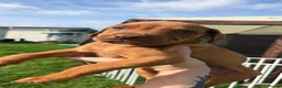 Mixed Breed dogs for sale: Alapaha x  - Advert 5