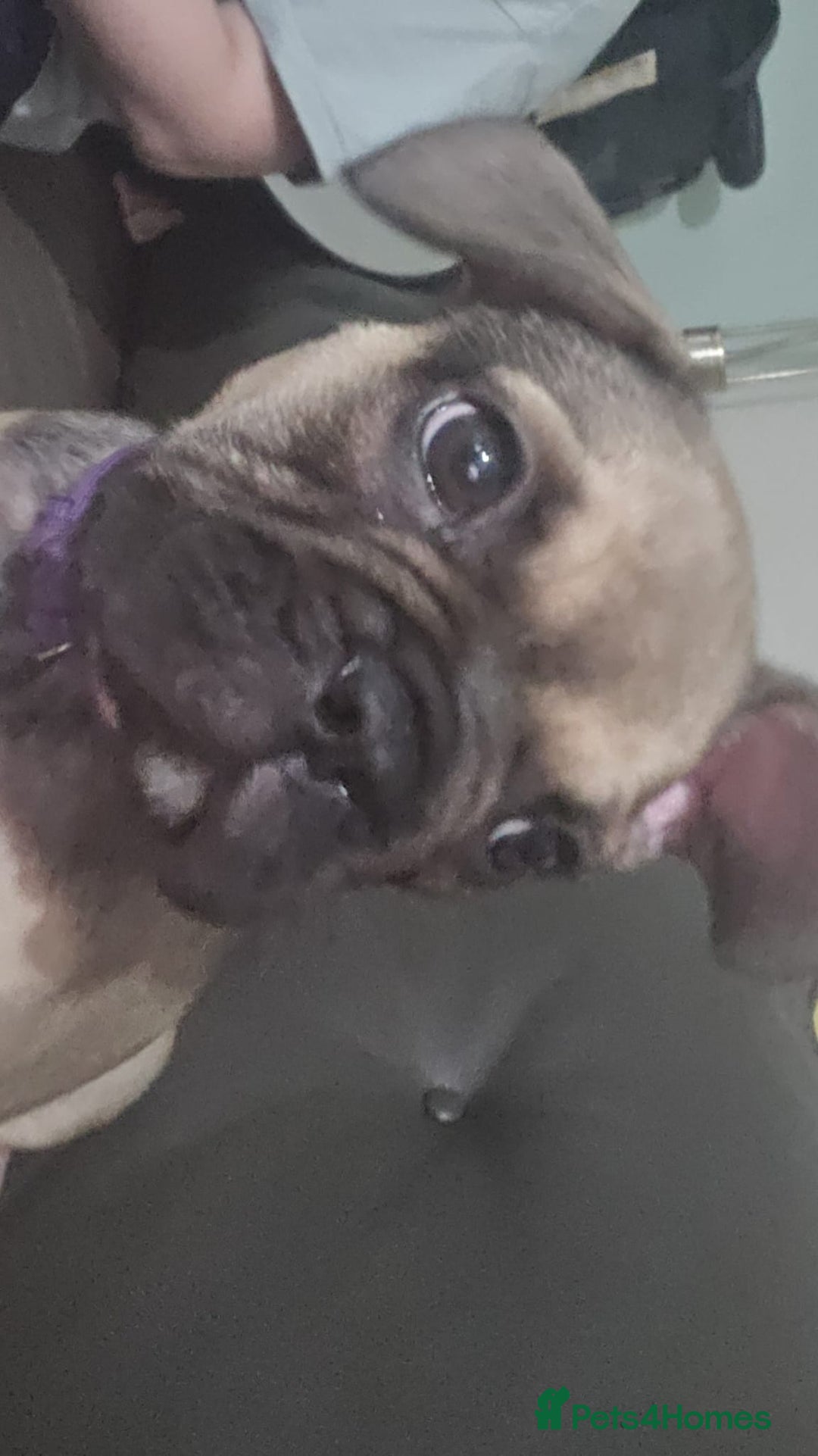 French Bulldog dogs for sale: Frenchie puppies - Image 5