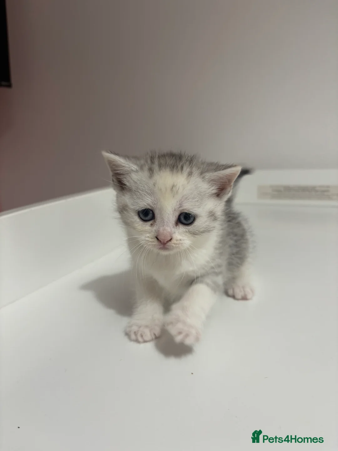 Scottish Fold cats for sale: Scottish fold straight and folded ears - Advert 10