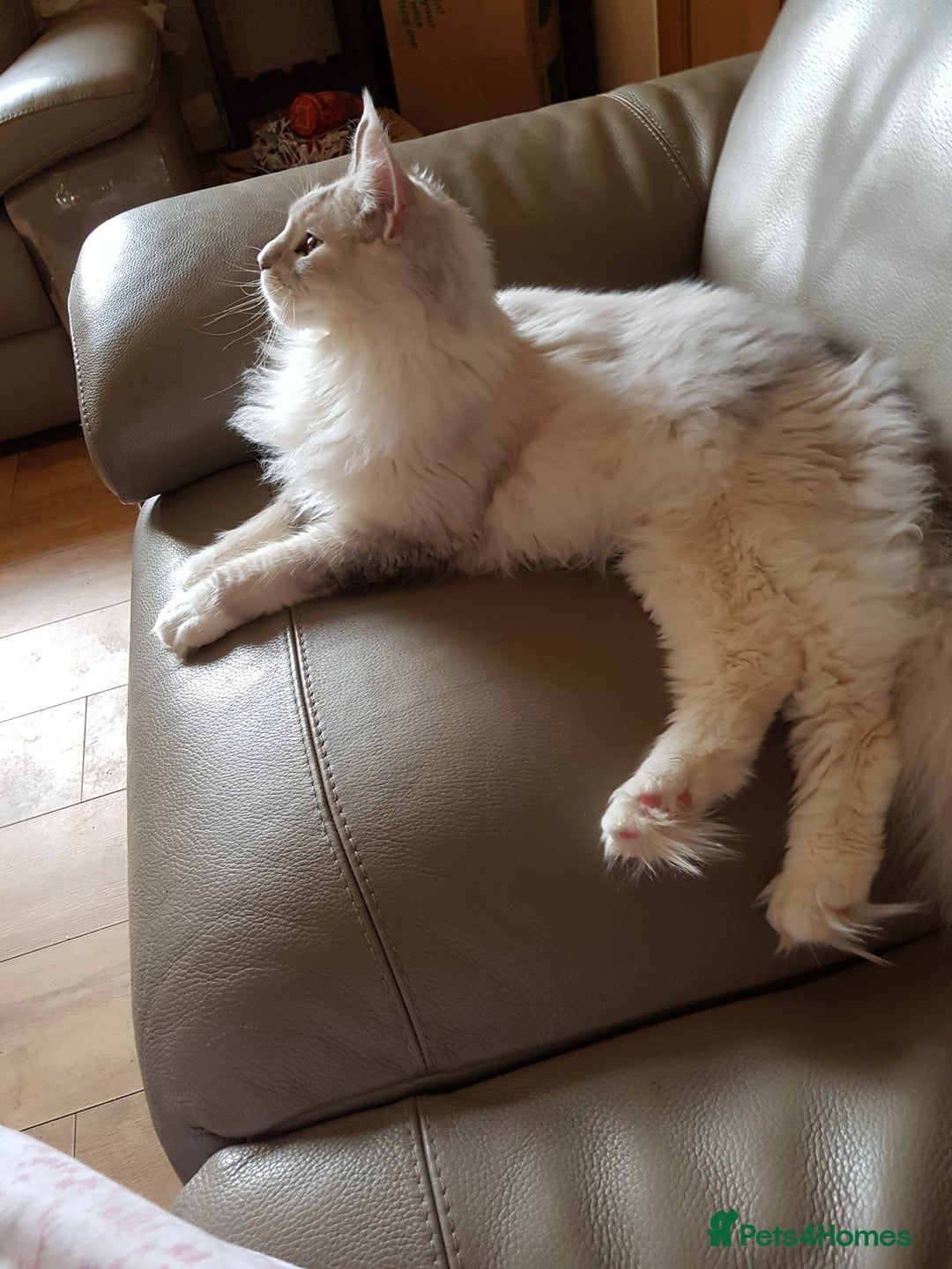 Maine Coon cats for sale: 2 stunning pure bread maine coon kittens  - Advert 4