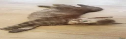 Maine Coon cats for sale: Maine Coon Kittens looking for new loving home in Birmingham - Advert 21