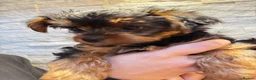 Yorkshire Terrier dogs for sale: ❣️Yorkie Boy 🐶 Ready Now Family Raised ❤️ - Advert 9