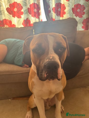 Mixed Breed dogs - Advert 15