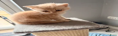 Darwin