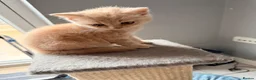 British Shorthair cats for sale: TWO MALE CREAM BRITISH SHORTHAIRS FOR SALE  - Advert 12