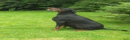 Dobermann dogs for stud: At Stud - TORCHENEY CHIEF - Advert 3